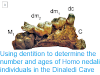 https://sciencythoughts.blogspot.com/2018/08/using-dentition-to-determine-number-and.html