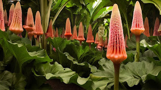 Flower-power:-the-smell-of-money