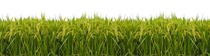 Production technology of Paddy (Rice)