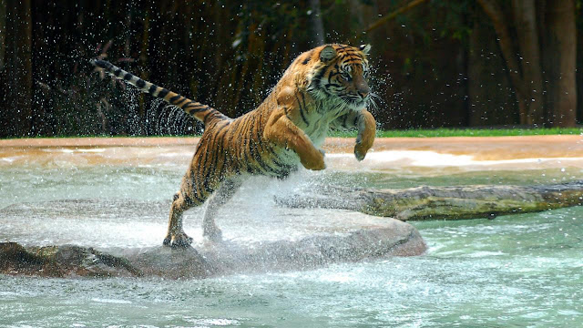 Jumping Tiger