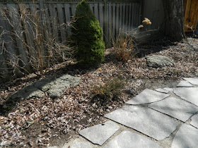 Leslieville Back Yard Spring Cleanup Before by Paul Jung--a Toronto Organic Gardener