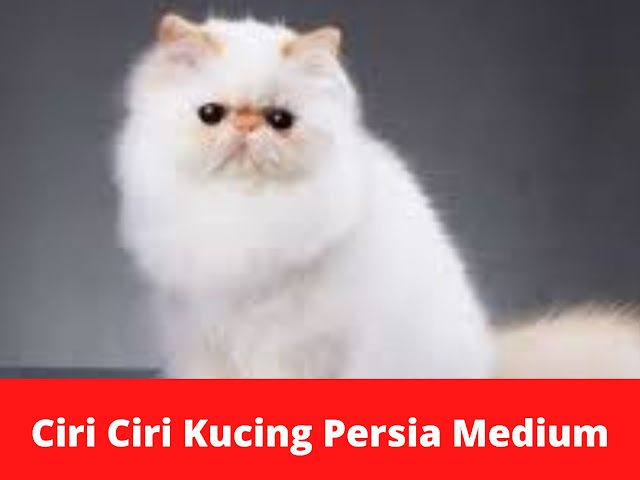 ciri-ciri-kucing-persia-medium