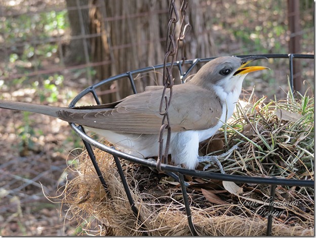 Yellow-Billed_Cuckoo