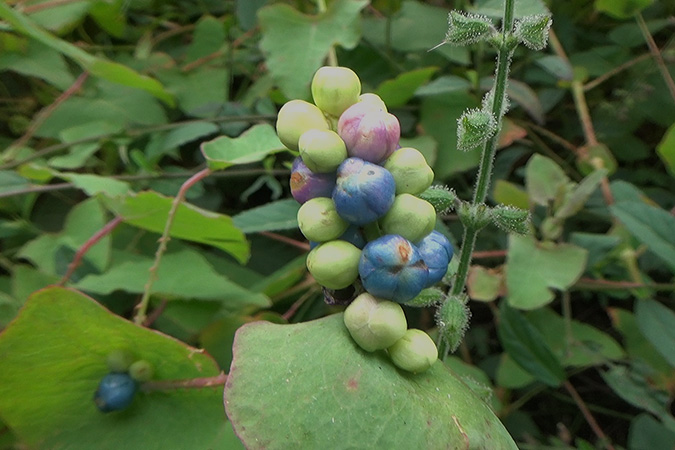 Dlium Mile-a-minute weed (Persicaria perfoliata)