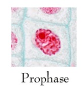  No pairing of homologous chromosomes takes house MR X Difference betwixt Prophase of Mitosis as well as Prophase I of Meiosis