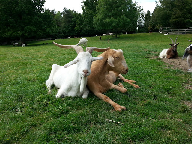 How to care for pet goats. Goats are social and should be housed in groups, like here