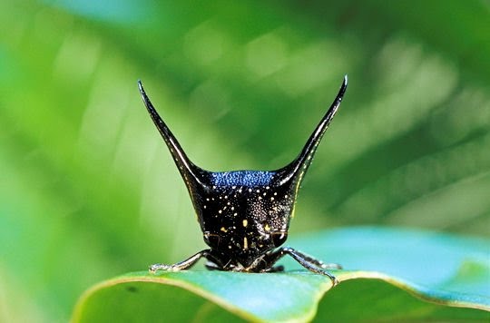 Serangga-serangga Unik Dari Amazon [ www.BlogApaAja.com ]