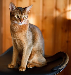 Abyssinian Picture