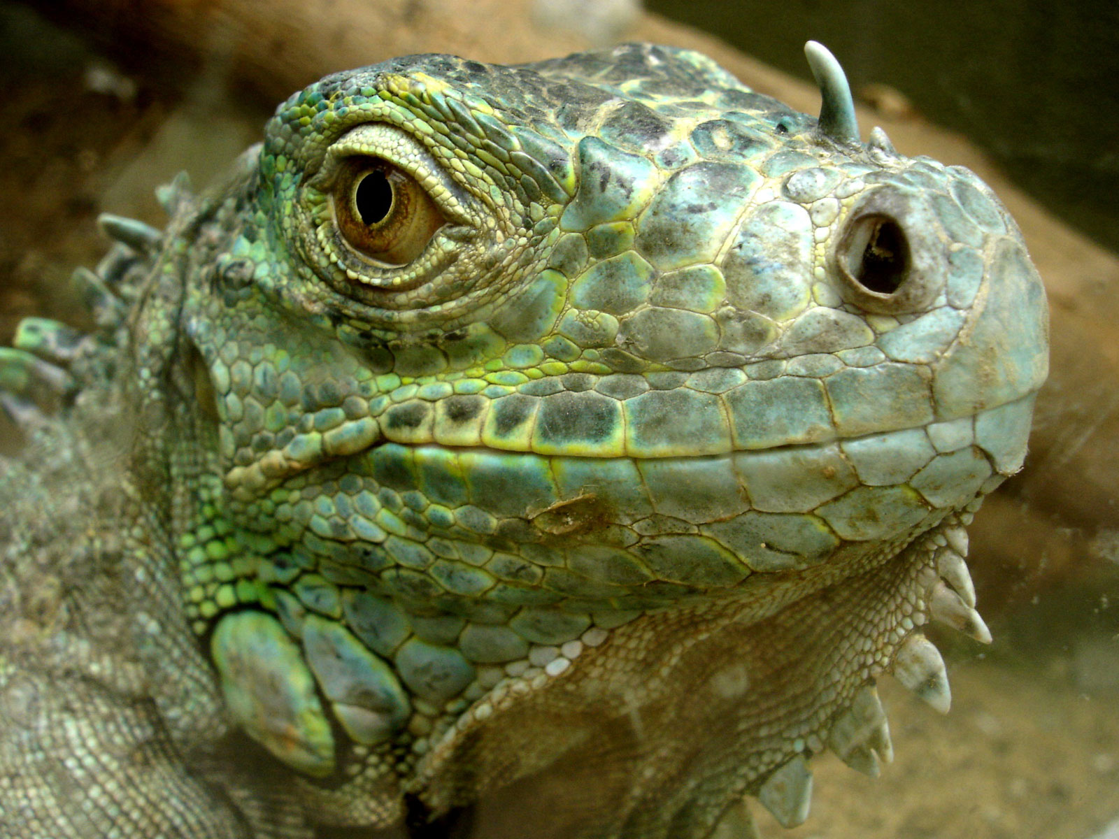iguana videos