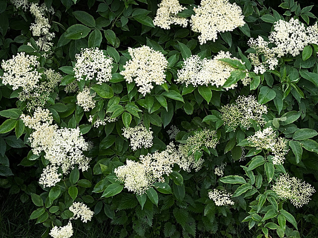 Masses of elderflowers on bush