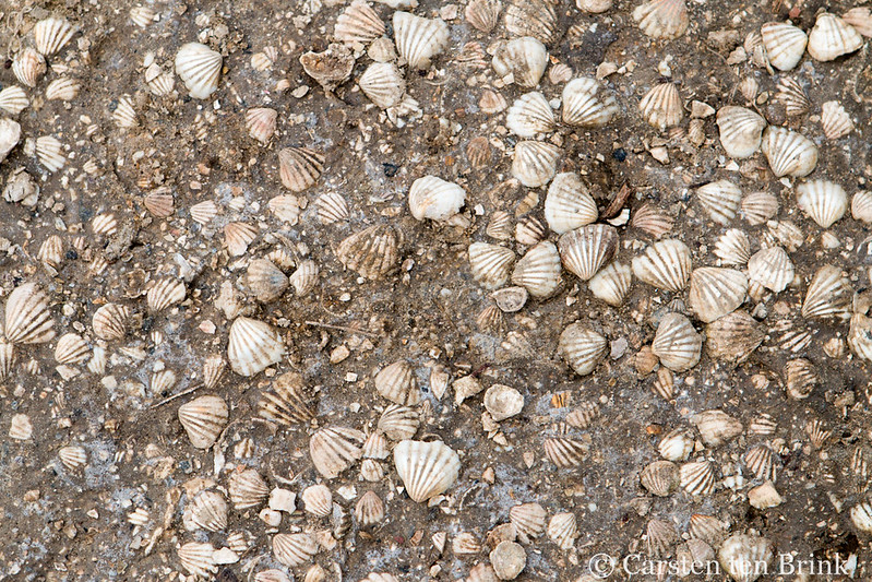 fadiouth, shell island senegal, ile de fadiouth, joal-fadiouth island, shell island shells,