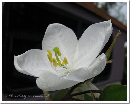 05-07-dwarf-bahinia