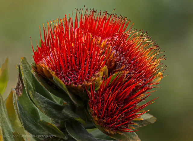 Red Flowers after the Rain at Kirstenbosch Copyright Vernon Chalmers Photography