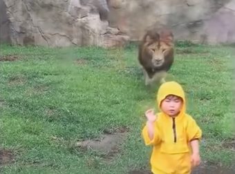 The Video Might Look Adorable, But A Few Inches Of Glass Just Saved This Kid's Life