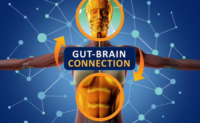 The Gut Microbiome and Health Connection | VR Healthy Ageing