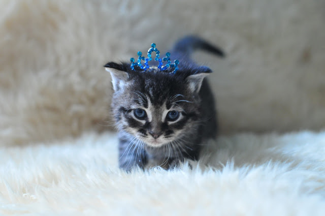 18/8.2014 - kitten royalty by julochka from flickr (CC-NC)