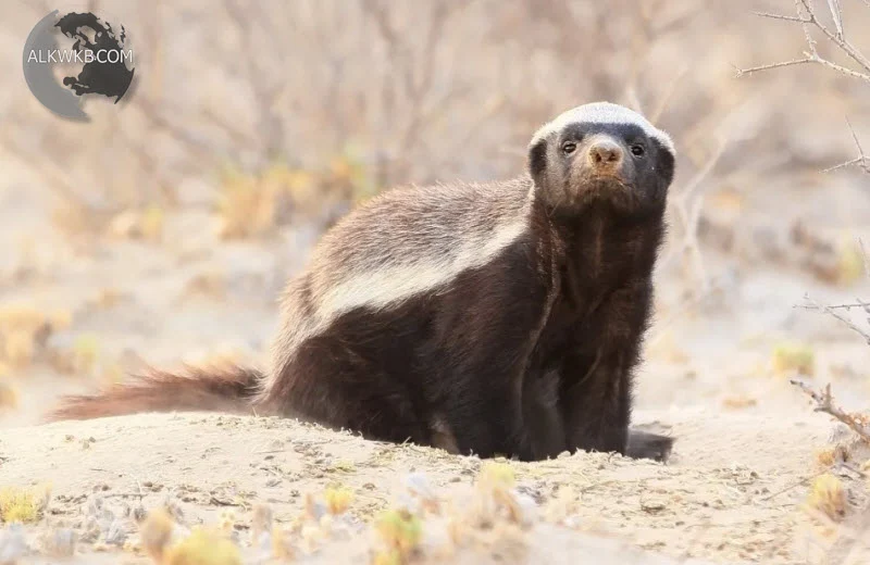 Honey Badger