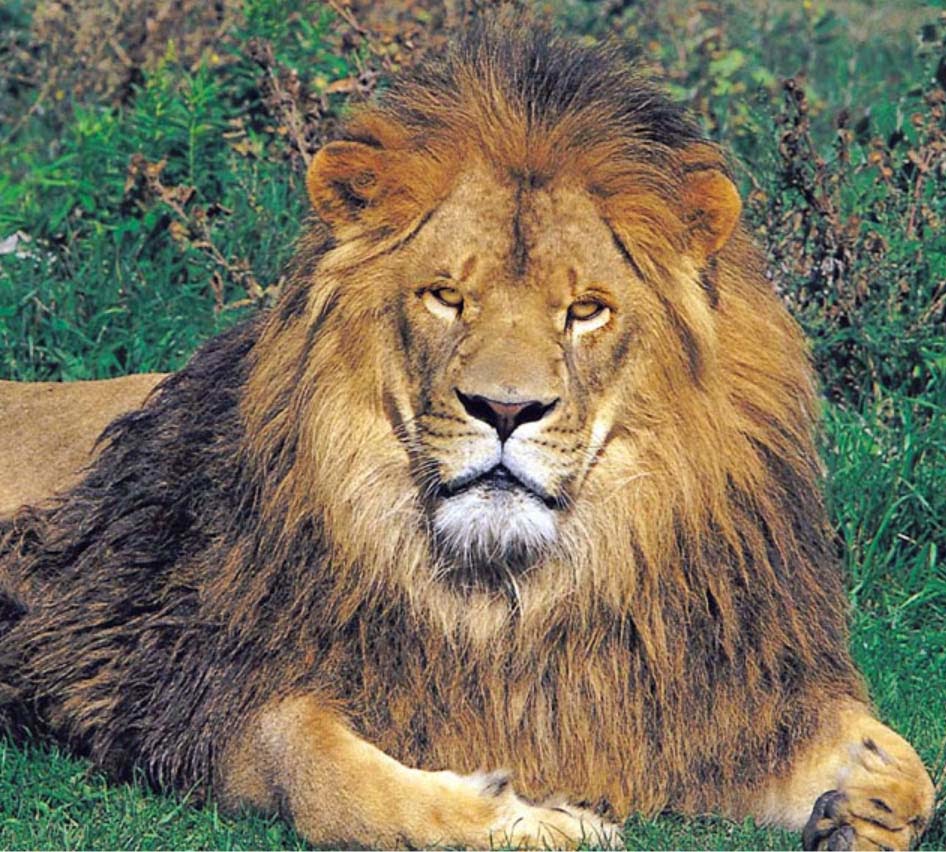 Get African Lion Safari Tickets at 15% Off From CAA Store & CONTEST