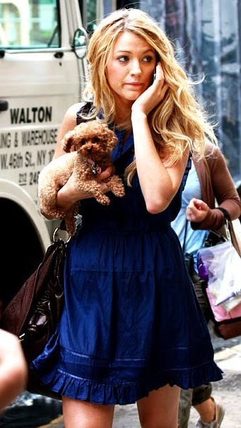 I'm not sure if Blake Lively's dog Penny is a pure breed Toy Poodle or a 