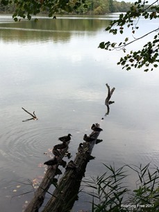 Ducks on a log