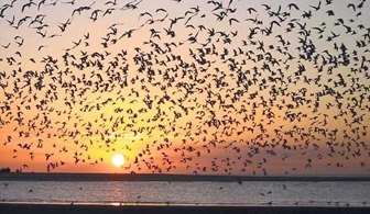aves migratórias 1