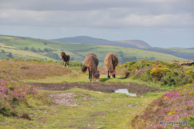 Exmoor ponies, Exmoor National Park, North Devon