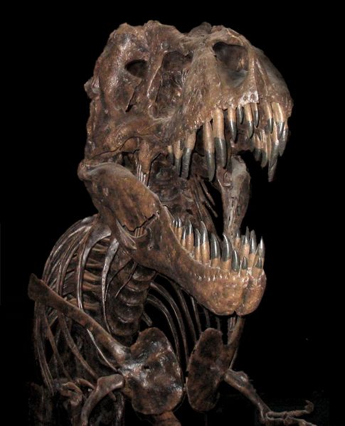 Serrated teeth lent an unparalled cuttingedge to Tyrannosaurus Rex 