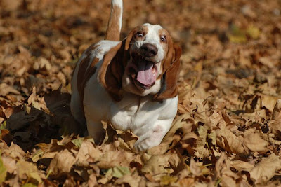 Running Basset Hounds Seen On www.coolpicturegallery.us