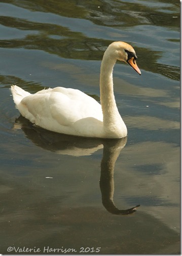 33-mute-swan