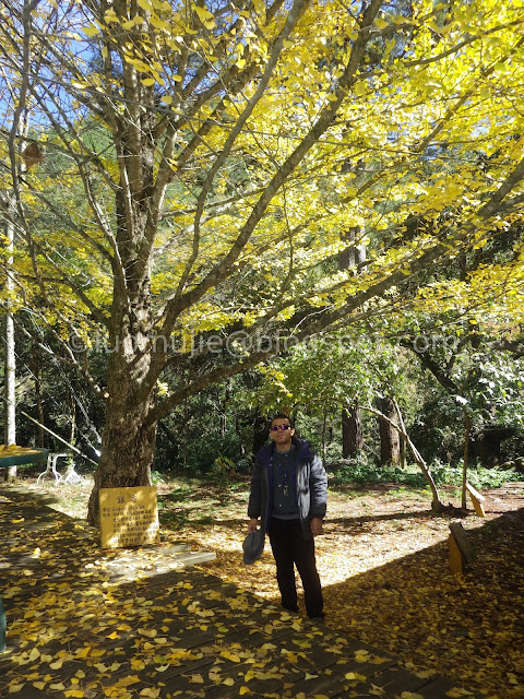 Wuling Farm maple autumn foliage