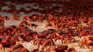 7 Red Crab Island