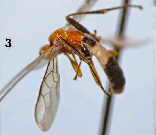 http://sciencythoughts.blogspot.co.uk/2014/08/four-new-species-of-braconid-wasps-from.html