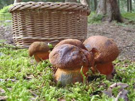 Borowik ceglastopory Boletus luridiformis 