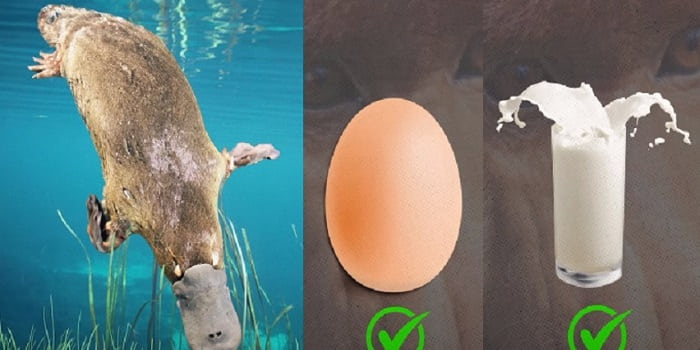 Which Animal Can Give Both Egg And Milk?
