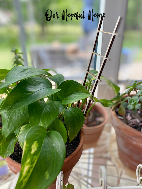 pothos plant with mini trellis