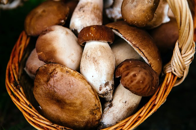 Top Mushroom Company In Kiribati| Buy Mushroom Online In Kiribati| Mushroom Exporter In Tarawa
