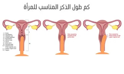 كم طول الذكر المناسب للمرأة؟