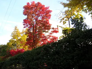 ナナカマドの紅葉