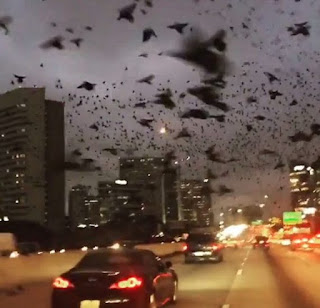 <img src="Apocalypse.jpg" alt=" Misteri Burung Apocalypse di Houston Highway,Texas USA  ">