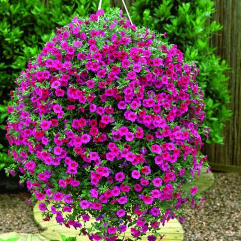 Pictures Of Beautiful Flowers In Hanging Baskets