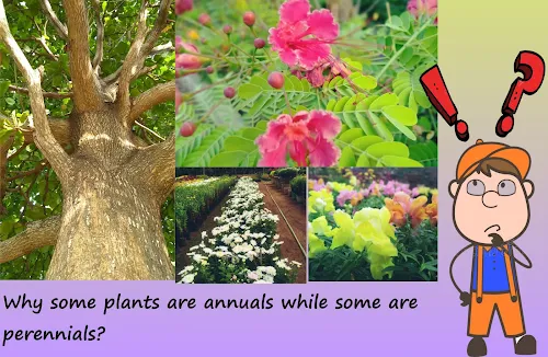 Flowering plants are classified as annuals, perennials, biennials. This classification applies to herbaceous plants while woody trees lie in separate category. Annuals complete their life cycle in single season leaving seeds as dormant kernels. The entire plant body including leaves, roots and stems wither away. The seeds start next generation on advent of favorable environmental conditions. Annuals concentrate their entire energy in building the plant body, reproduction and amplifying their number. This behavior where an organism reproduces for single time throughout its life cycle is called monocarpic or semelparous.