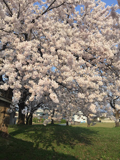 白い桜