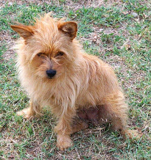 Dog Site Dog Breeds Norfolk Terrier