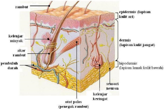 Alat Ekskresi manusia; kulit