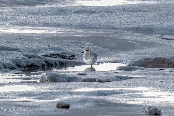 Kentish plover