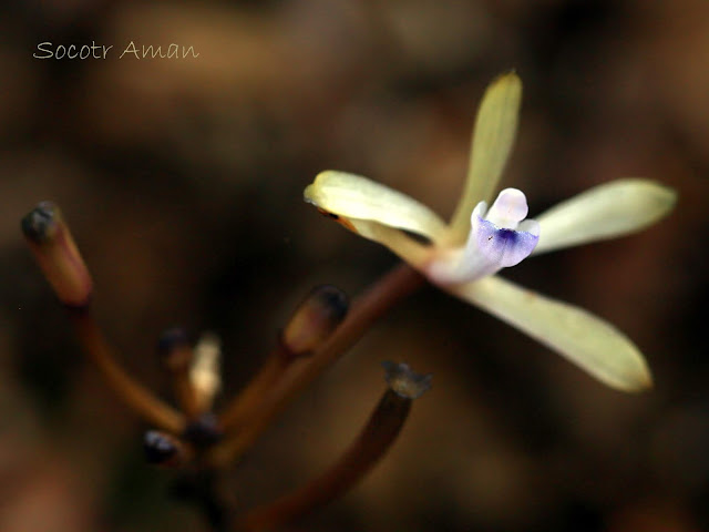 Lecanorchis nigricans