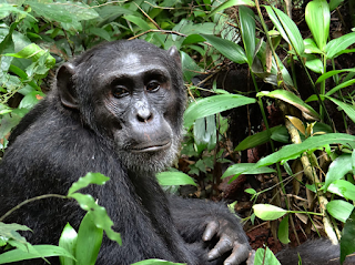 9 Days Bwindi Gorilla Trekking Lake Bunyonyi-Queen National Park