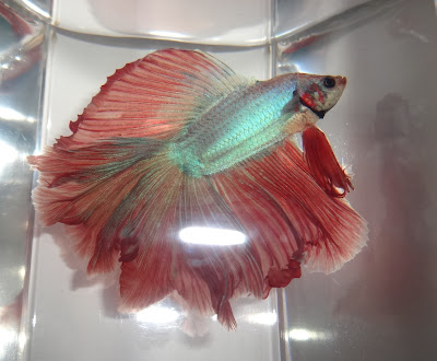 double tail betta splenden