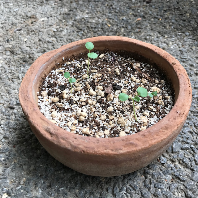 ハイビスカス(ロバツス)の芽がでました。