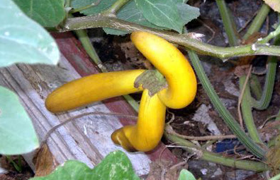 Eggplants that look just like bananas